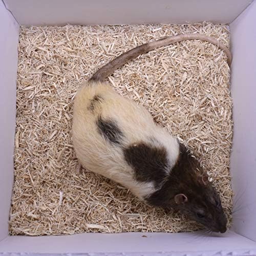MiceDirect Frozen Rat Combo Pack of 3 Colossal & 3 Mammoth Feeder Snake Food & Monitors (11-12 in) (6 Count) (3225 Grams)