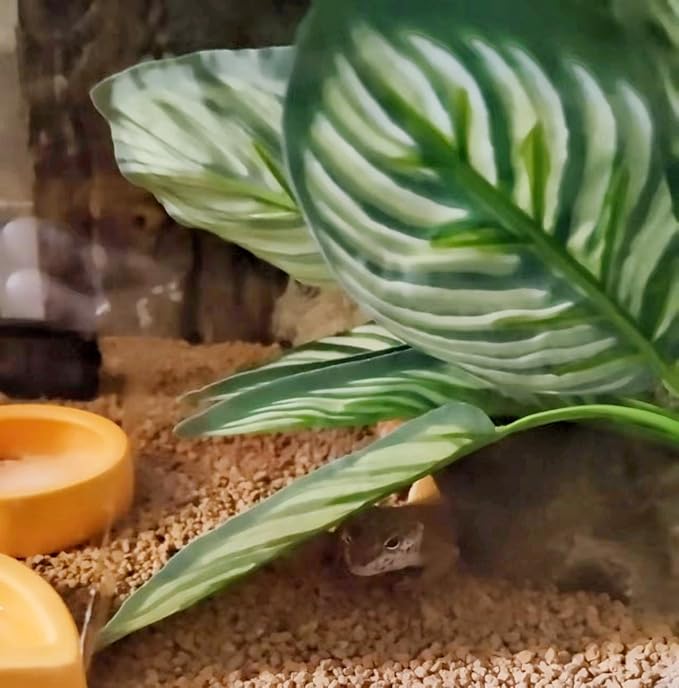 Reptile Terrarium Decor,Amphibian Habitat Decor,Artificial Plants for Crested Gecko Tank Accessories Suitable for Leopard Gecko Bearded Dragon Lizard Chameleon Snake Tortoise (Calathea makoyana-D)