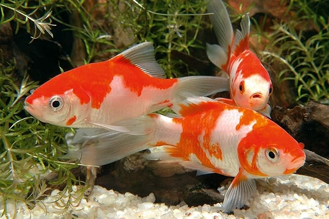 sera 1 Piece Pond Flakes Fish Food, 1.3 lb/3800 ml