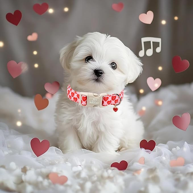 Valentines Dog Collar for Medium Dogs - Valentine Red Conversation Hearts Dog Collars, Love Boy Girl Dogs Collars, Lightweight Adjustable Cute Puppy Collar with Quick-Release Buckle M