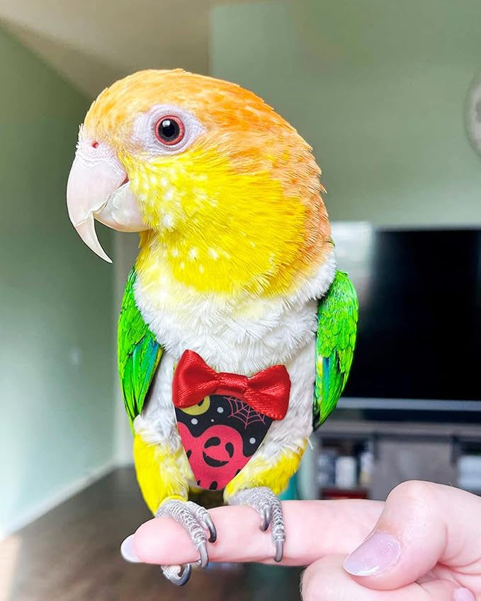 UKJENT Bird Diaper Protective Parrot Nappy - 2 Pack, Reusable Flight Suit with Waterproof Inner Layer, Washable Cute Urine Wet Suit for Cockatiel Monk Parakeet Sun Parakeet Lory(S)
