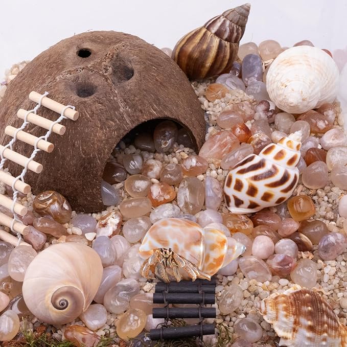 Hermit Crab Shells 1 Coconut Shell Hut 5 PCS Hermit Crab Seashells Accessories Decorations Enrichment Hut for House Hermit Crab Tank Hide Reptile Hideout