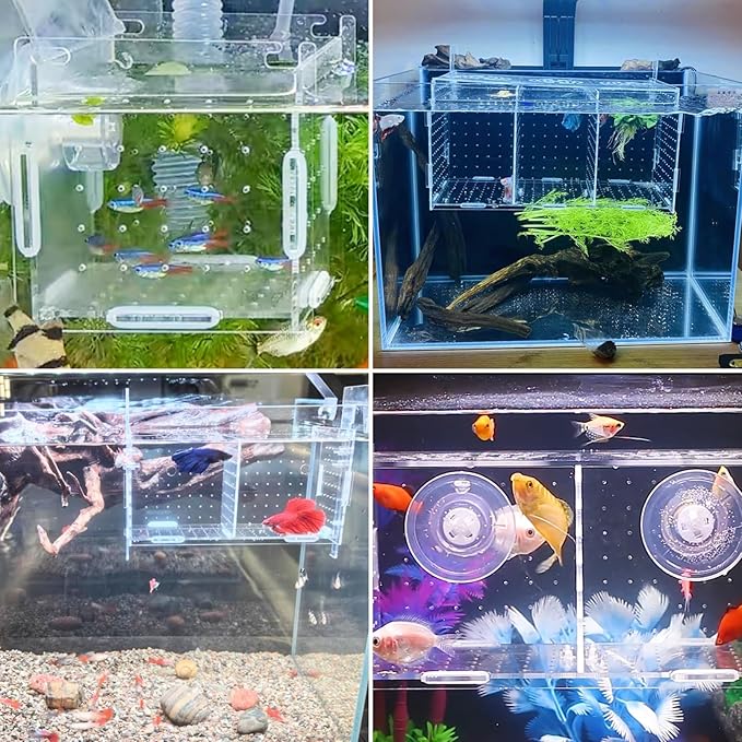 PINVNBY Acrylic Fish Breeding Box,Transparent Fish Isolation Box Acrylic Hatchery Incubator Tank with Suction Cups for Baby Fishes Shrimp Betta and Guppy(5.9" x 5.9" x 5.9")