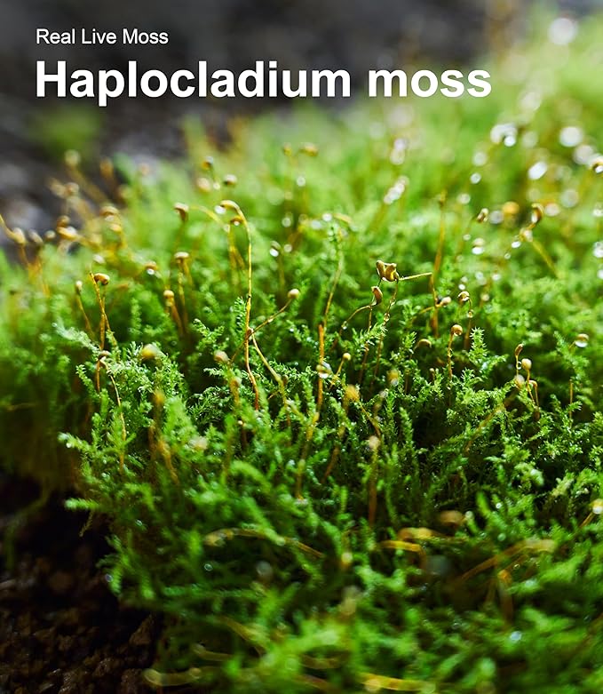 Live Moss Variety Pack – 3-Pack Mixed Mosses (Each 3.5" x 7") – Real Sheet Moss for Terrariums, Bonsai, Reptile Tanks, Succulents & DIY Plant Crafts, Living Moss for Terrarium, Indoor planters