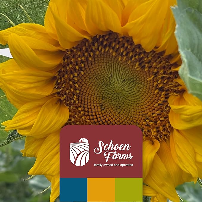 Schoen Farms Striped Sunflower Seeds – Hulled Wild Bird Food – 6 lb Bag – Premium Bird Seed for Cardinals, Jays & Finches