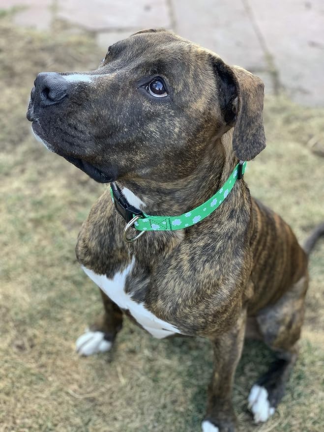 Native Pup St Patricks Dog Collar- Saint Patrick Green Shamrock Pet Collars- St. Patrick’s Lucky Irish- Cute Boy Girl Puppy Gift- Adjustable for Small, Medium, Large Breeds (Lucky Shamrock, Large)
