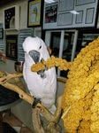 Birds LOVE Wholesome & Lovely Spray Millet Non-GMO (No Stems Only Edible Tops) for Parrots Birds Cockatiel Lovebird Parakeets Finch Canary All Parrots Healthy Treat - 5lbs