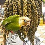 Birds LOVE Spray Millet – 1 lb GMO-Free, No Stems (Edible Tops Only) – Healthy Treat for Cockatiels, Lovebirds, Parakeets, Finches & Canaries