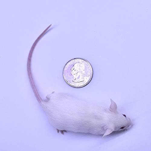 MiceDirect 40 Frozen Mice Combo Pack of 20 Hoppers and 20 Weanling Feeders Snake Food for Mice for Juvenile Ball Python Adult Milk Corn Snakes (1.5-2.5 in)(Pack of 40)(400 Grams Min)