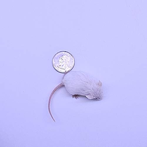MiceDirect 100 Frozen Mice Combo Pack of 50 Hoppers and 50 Weanling Feeders Snake Food for Juvenile Ball Python Adult Milk Corn Snakes (1.5-2.5 in)(Pack of 100)(1000 Grams Min)