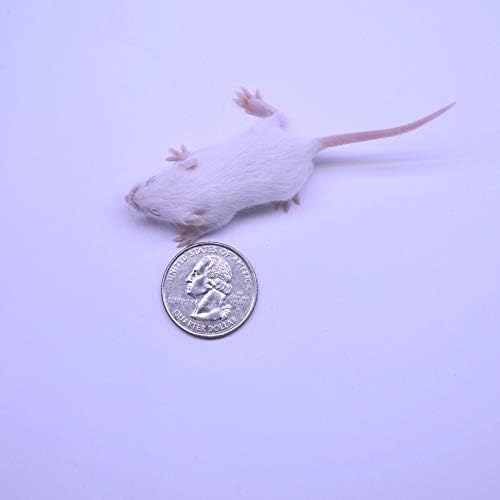 MiceDirect EST. 2003 30 Frozen Mice Combo Pack of 15 Small Fuzzies and 15 Fuzzies Feeders Snake Food for Corn Snakes Ball Pythons Lizards (.5-1.5 in)(105 Grams Min)
