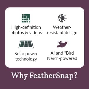 Smart Bird Feeder with AI Identification & HD Camera – Solar-Powered Wi-Fi Feeder Sends Photos & Videos to Your Phone – Includes Pole Mount, Bird Seed, 32GB SD Card, & Cleaning Cloth