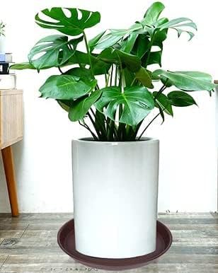 2 Pack of 8 inch Plant Saucer Clear, Heavy Duty Plastic Plant Water Tray 8 inch Round, Flower Plant Saucers for Indoors No Holes, Plant Dishes Saucer for Planter 7"/8" (8", Chocolate)