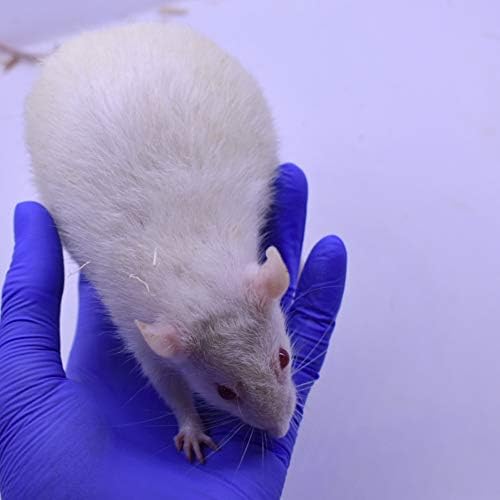 MiceDirect 15 Jumbo Rats: Fresh Fast Frozen Food for Corn Snakes Ball Pythons
