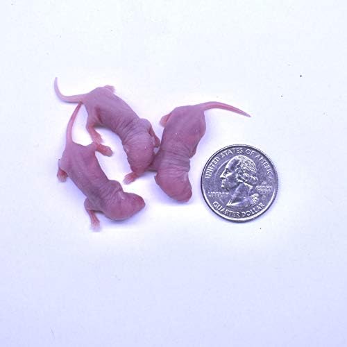 MiceDirect Frozen Mice Combo Pack of Small Pinkies & Pinkies Feeder Mice - Food for Corn Snakes, Ball Pythons, Lizards & Pet Reptiles-Freshest Snake Feed Supplies (0.5-1 in (Combo 100MSP & 50MLP))