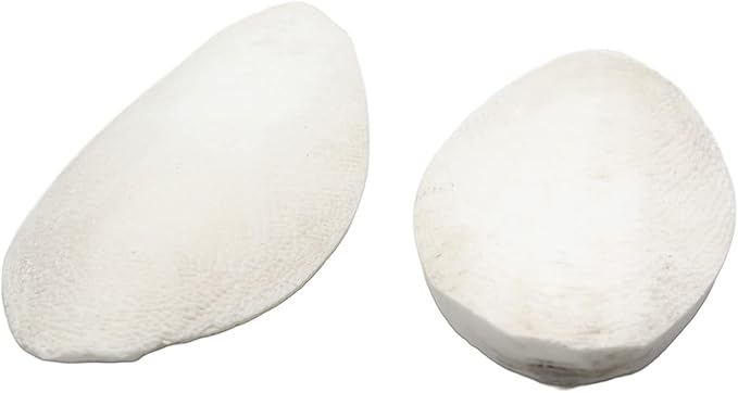 emours Natural Cuttlefish Bone for Reptiles, Tortoises, Tortoise, Snails, Birds and Small Animals (5.5-6 inch (Pack of 2))