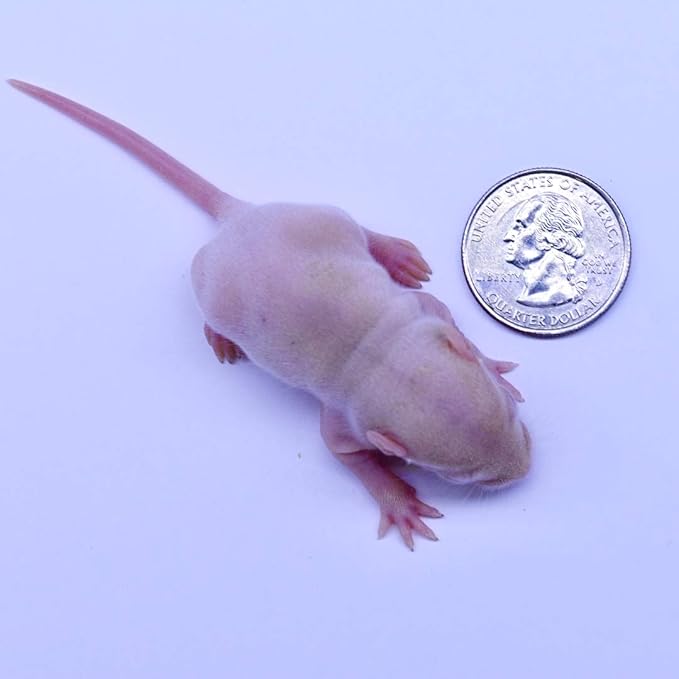 MiceDirect EST. 2003 20 Frozen Rat Combo Pack 10 Rat Pinkies and 10 Rat Fuzzies Feeders Snake Food for Baby Ball Pythons and Boas (.5-2.5 in)(120 Grams Min)