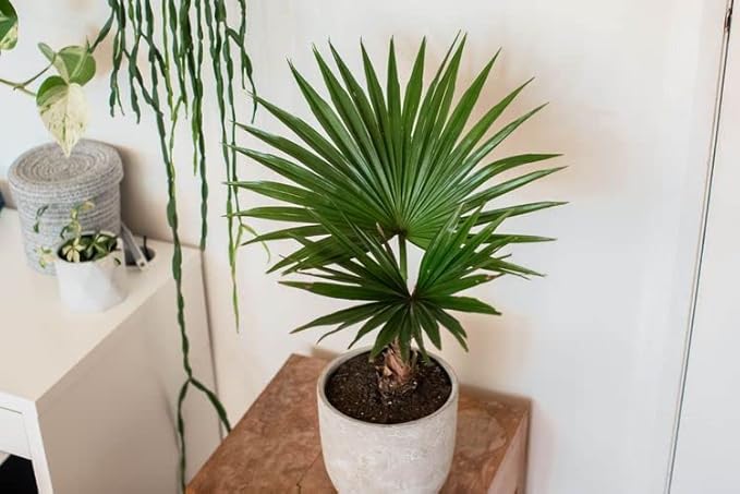 GARDENERA Palm Tree Potting Mix - The Ultimate Soil for Strong and Healthy Palms - Top Choice for Palm Tree Growers [3 Quart Bag]