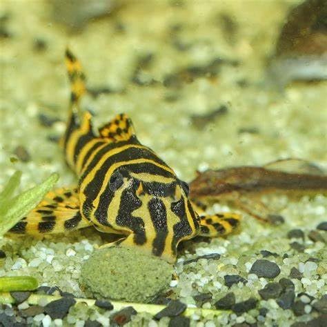 Aquatic Foods Inc. 12mm 1/2" Sinking Wafers of Algae & Spirulina Ideal for Plecos, Bottom Fish, Catfish, Shrimp, Snails, Crayfish, All Herbivorous & Omnivorous Tropical Fish...AFI Wafers..1/2-lb
