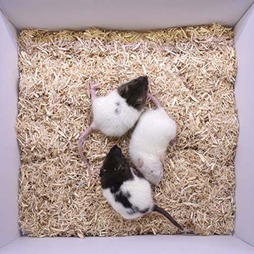MiceDirect- Rat Weanlings- Fresh Fast Frozen Food Feeders for SubAdult Ball Python Red Tail Boa Monitor Lizard Birds of Prey Pet Reptiles (3.5-4.5 in (Pack of 75))