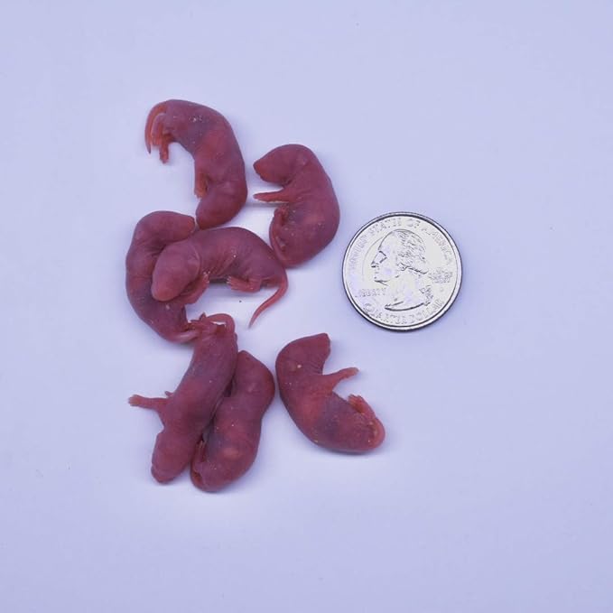 MiceDirect Frozen Mice Combo Pack of Small Pinkies & Pinkies Feeder Mice - Food for Corn Snakes, Ball Pythons, Lizards & Pet Reptiles- 40 Ounce (50 Count)