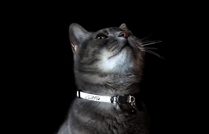 Rogz Glowcat Cat Collar with Safety Buckle Kitten/x-Small - Blue