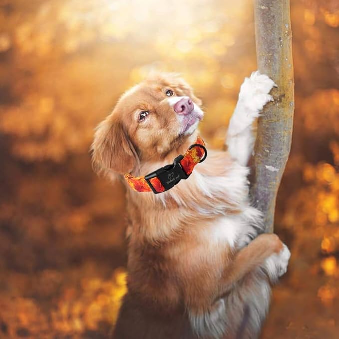 Fall Dog Collar, Gold Maple Leaves Pattern Fall Thansgiving Puppy Collar, Soft Adjustable Cotton Holiday Dog Collars for Small Medium Large Boy&Girl Dogs M
