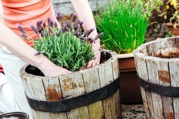 Gardenera Organic Moisture Control Potting Mix - Absorbs 33% More Water Than Basic Potting Soil - 3 Quart