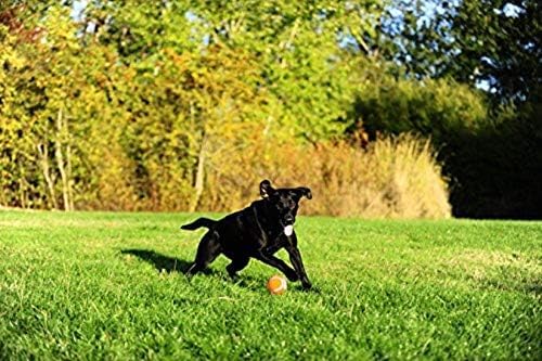Chuckit! Dog Tennis Ball Dog Toy, Large (3 Inch Diameter) for dogs 60-100 lbs, Pack of 2