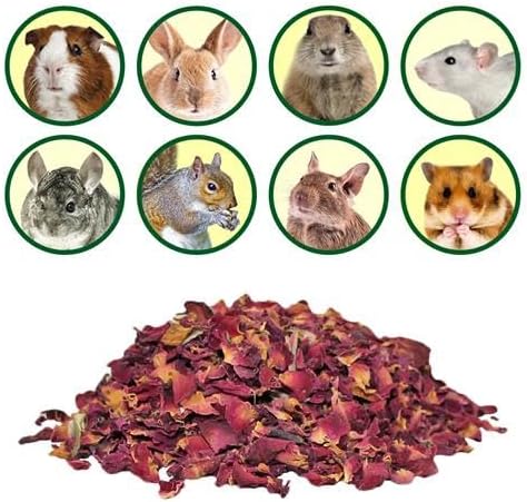 Squirrel Treat Bundle - Natural Healthy Assortment - Fruits, Veggies, Nuts & Chews - Flying, Tree & Ground Squirrels, Chipmunks, Groundhogs & Prairie Dogs