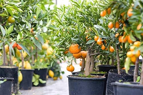 GARDENERA Citrus Tree Potting Soil Mix, Special Blend for Indoor Oranges, Lemons, Limes and More - (4 Quart Bag)