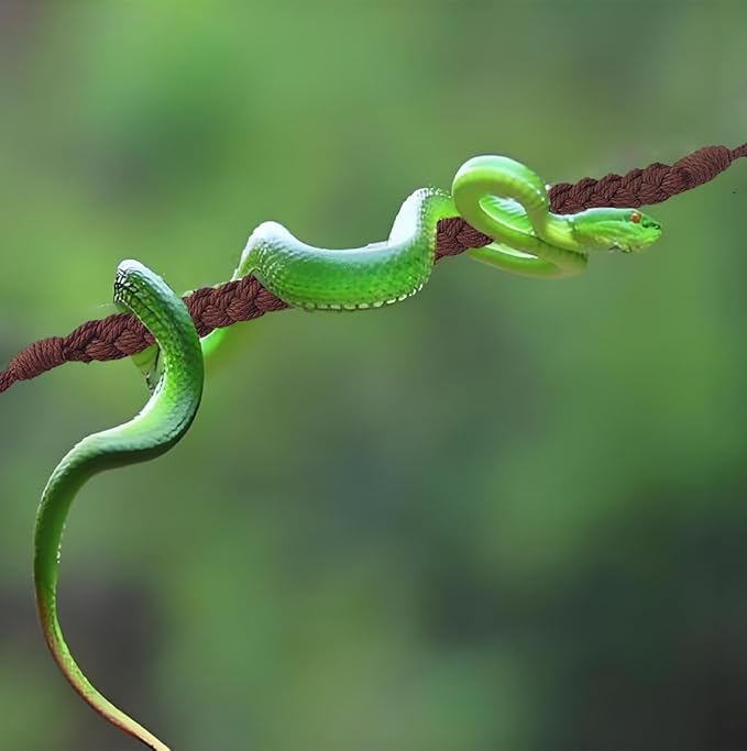 2PCS Snake Climbing Toys, Reptile Tank Terrarium Accessories,Habitat Decor for Lizards,Geckos,Snake Habitat Accessories