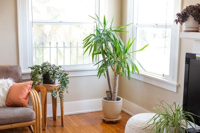 Gardenera's Professional Grade Potting Mix for Peace Lilies : The Perfect Growing Environment for Your Indoor Plants [2-Quart Bag]