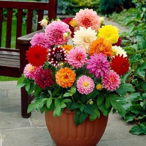 Gardenera Premium Dahlia Potting Soil Mix - Ideal for Growing Vibrant and Healthy Dahlias - 3 Quart