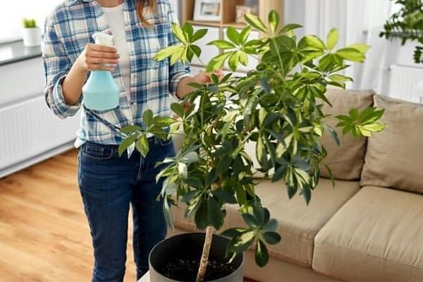 Gardenera Umbrella Plant Premium Potting Mix - Nourish Your Plants with Nature's Finest Ingredients - 1 Quart