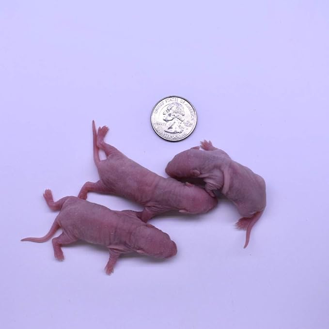 MiceDirect EST. 2003 Frozen Rat Combo Pack Rat Pinkies & Rat Fuzzies Feeder Snake Reptile Food, 40 Ounce