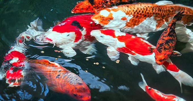 sera Koi Professional Summer 15.43lb | Energizing for Warm Seasons | Optimal Growth & Strong Immune System | Rich in Vitamins, Minerals, Proteins | for Water Temperatures Above 63°F