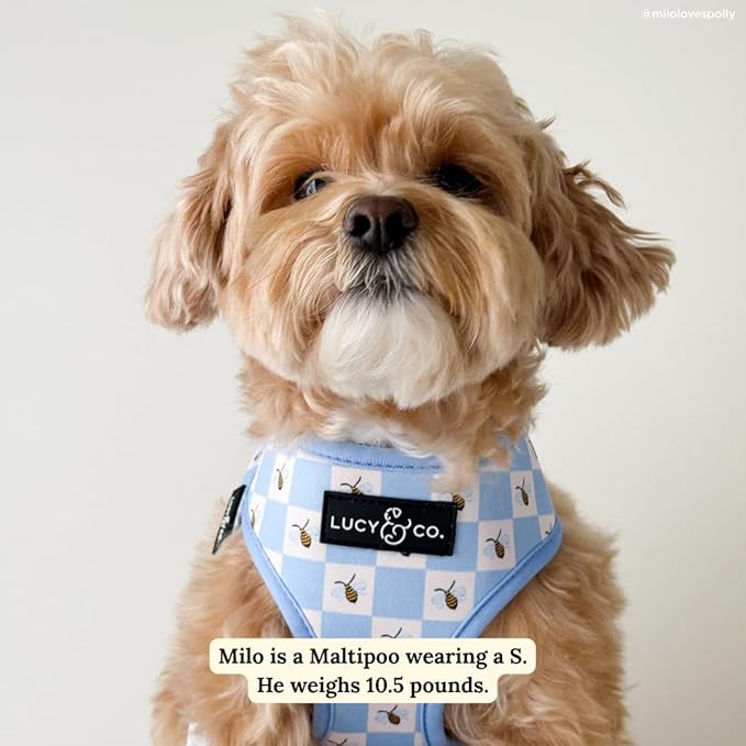 Lucy & Co. Bumbling Around Reversible Dog Harness, Adjustable Comfort Fit with Dual Leash Attachments, X-Large