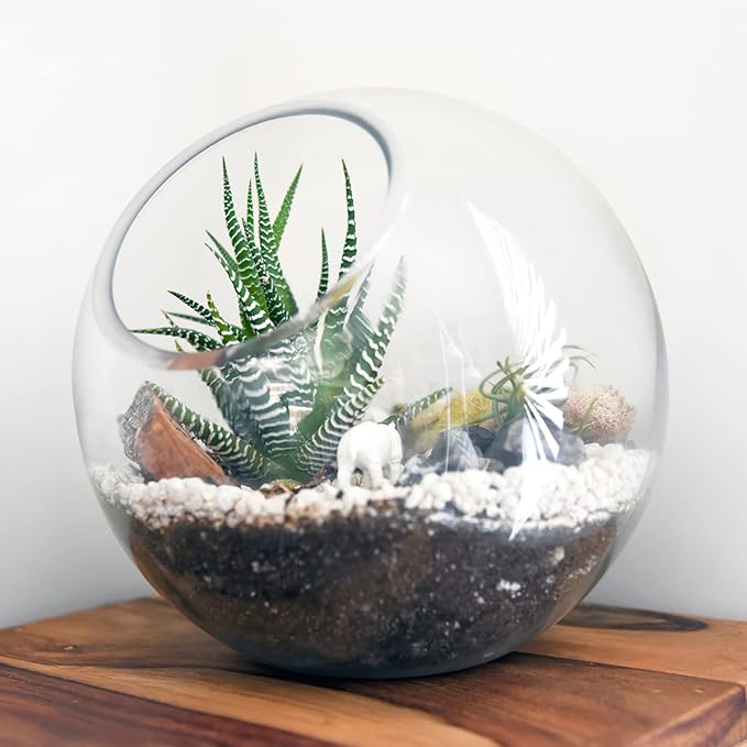 Toyvian 3pcs Terrarium Glass Bowls for Air Plants for Hydroponics Miniature Garden Desktop Containers for Home Office for Bromeliads