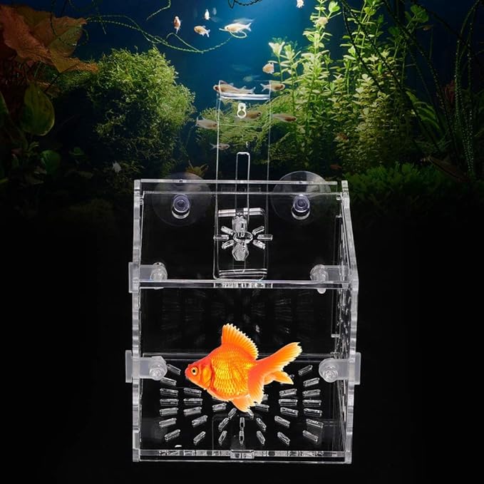 GLOGLOW Aquarium Breeding Isolation Box, Transparent Acrylic Fish Isolation Box Fish Separator with Suction Cups for Small Baby Fishes Shrimp Clownfish Guppy(10CM*10CM*10CM)