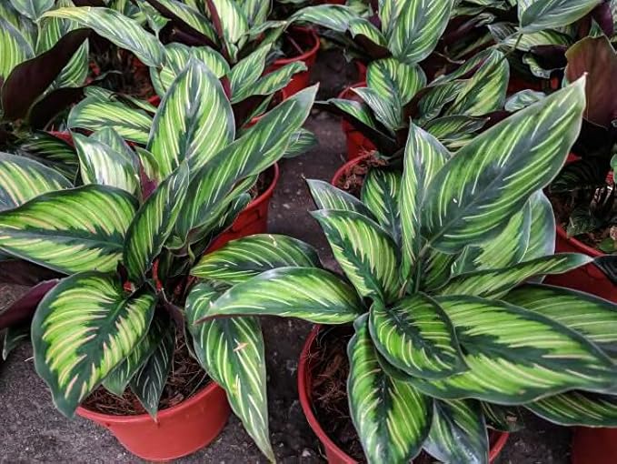 Gardenera Calathea Potting Mix - Unlock Robust Growth and Striking Leaf Patterns with Our High-Performance Formula - 20 Quart