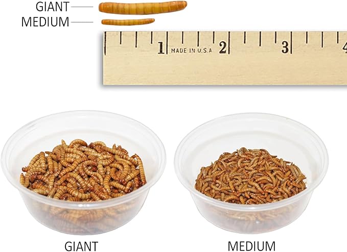 Exotic Nutrition Medium Live Mealworms (1/2") (1,000 Pack)
