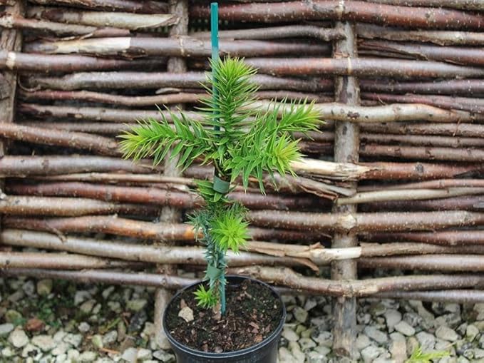 GARDENERA Premium Araucaria Potting Soil Mix - Perfect Balance of Nutrients, Drainage, and Aeration for Healthy Araucaria Trees - 1 Quart