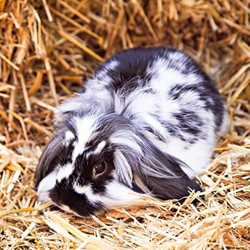 Blue Mountain Hay | Fresh Teff Grass Hay (15 Ounce) | Low NSC, High Fiber, Healthy Weight Management | High-Altitude Hay Pet Food for Rabbits, Guinea Pigs, Chinchillas, Hamsters, and Other Small Pets