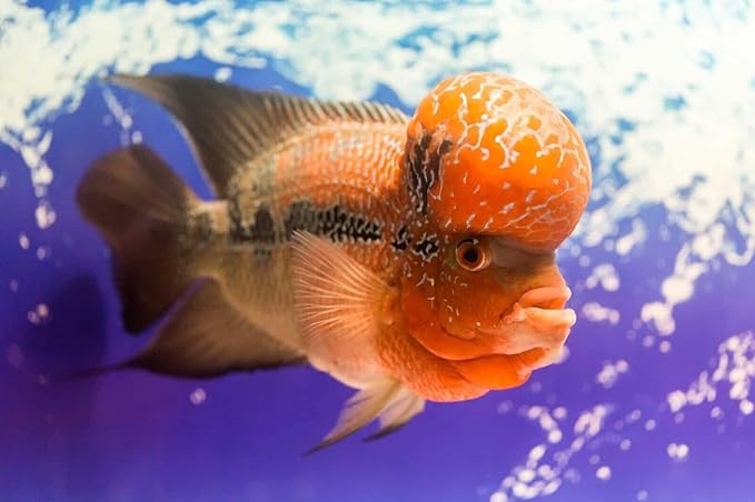 Aquatic Foods Inc. Flowerhorn Fish Ultra Red Color Enhancing 1.5mm-2mm Floating Pellets. Color Enhancing in 10-Days for Baby, Juvenile and Adult Flowerhorn…1-lb 8oz Medium Jar