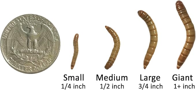 Exotic Nutrition Medium Live Mealworms (1/2") (1,000 Pack)