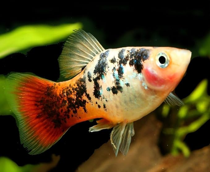 Aquatic Foods Inc. 0.5mm Tropical & Community Fish High Protein Micro Floating Pellets for Baby Cichlids, Bettas, Tetras, Guppies, Baby Koi & Pond Fish…2oz Squeeze Bottle