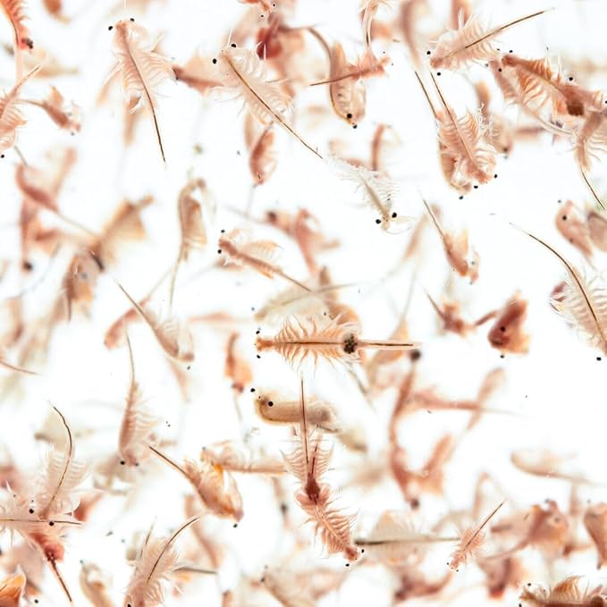 Aquatic Foods Inc. Brine Shrimp Artemia Eggs, Premium Grade 90% Hatch Rate from The Great Salt Lake, Utah, USA.- 50 Grams -1.76oz