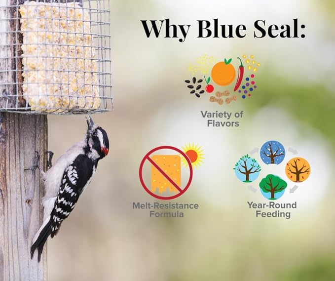 Blue Seal Cherry Suet Cakes for Wild Birds - No Mess Suet Feed, Food for Woodpeckers, Cardinals, Siskins, Sparrows & More - 11oz Suet Feeder, Bird Seed Cakes (Pack of 12)
