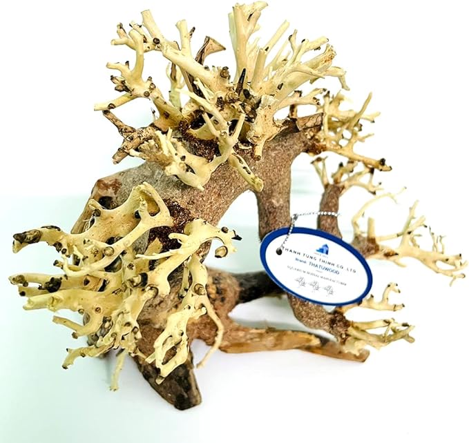 Bonsai Driftwood Aquarium Tree (8in H x 6in L), Handcrafted Fish Tank Decoration | Easy to Install Driftwood Bonsai for Fish Tank | Decor Aquascape Wood (Bonsai Tree)